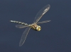 J16_2520 Aeshna juncea male in flight